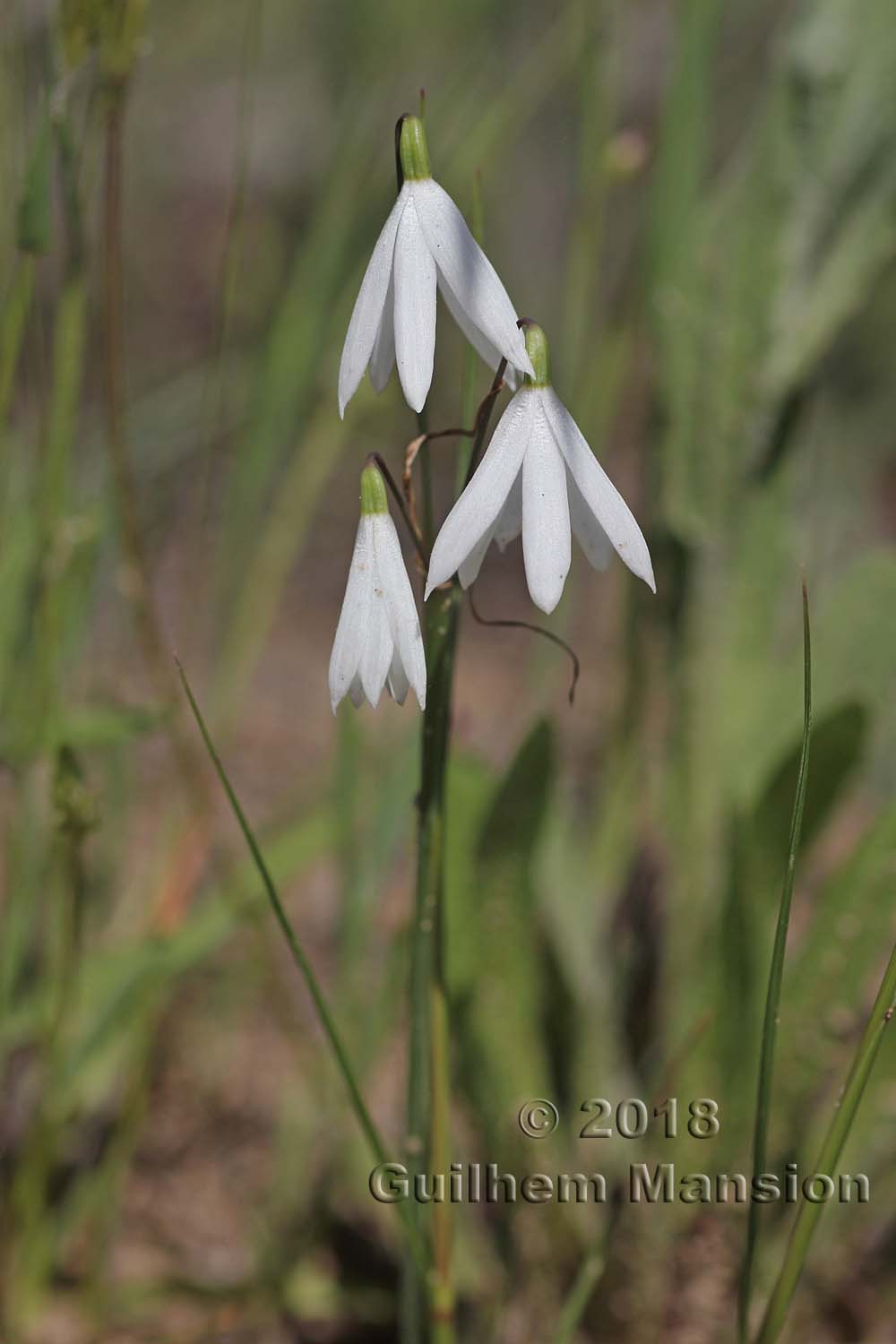 Acis trichophylla