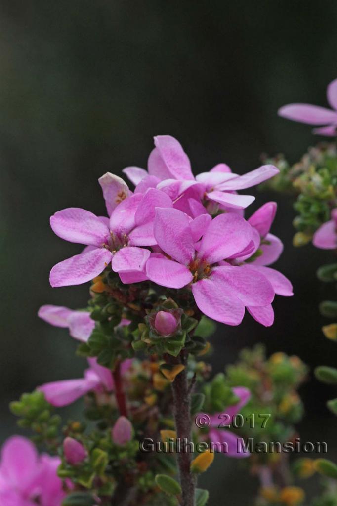 Acmadenia heterophylla