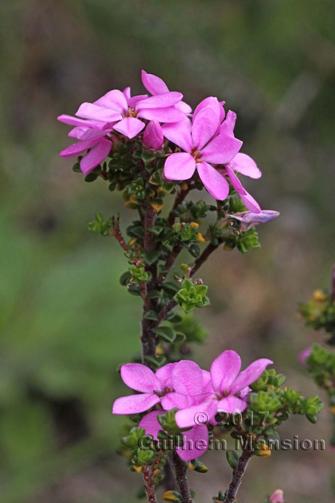 Acmadenia heterophylla