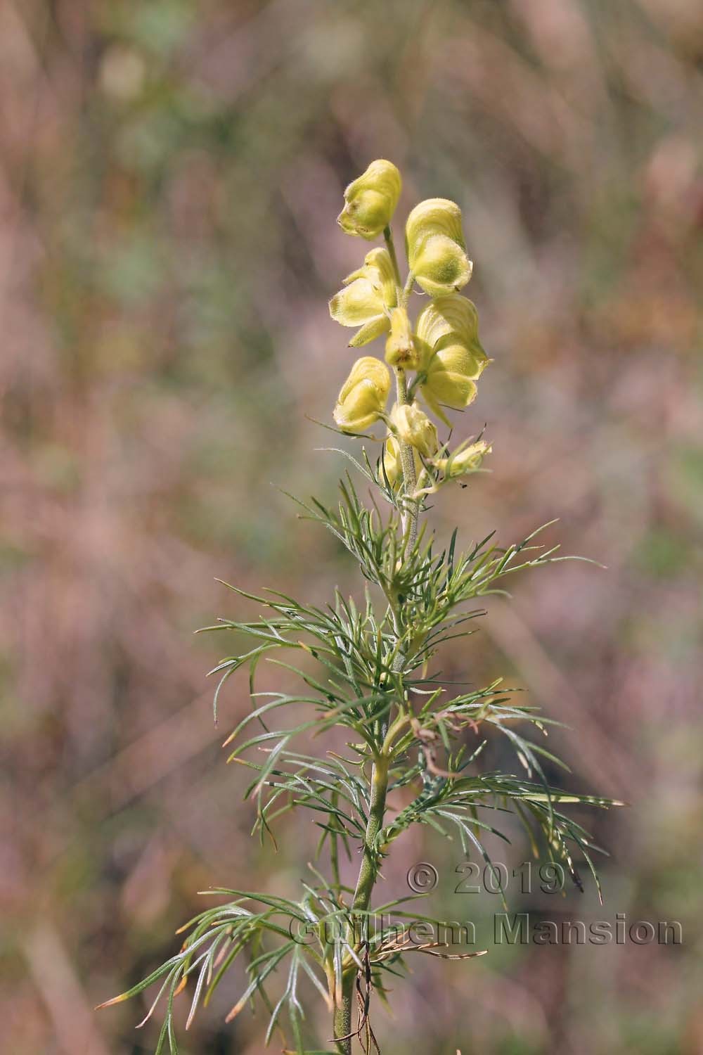 Aconitum anthora