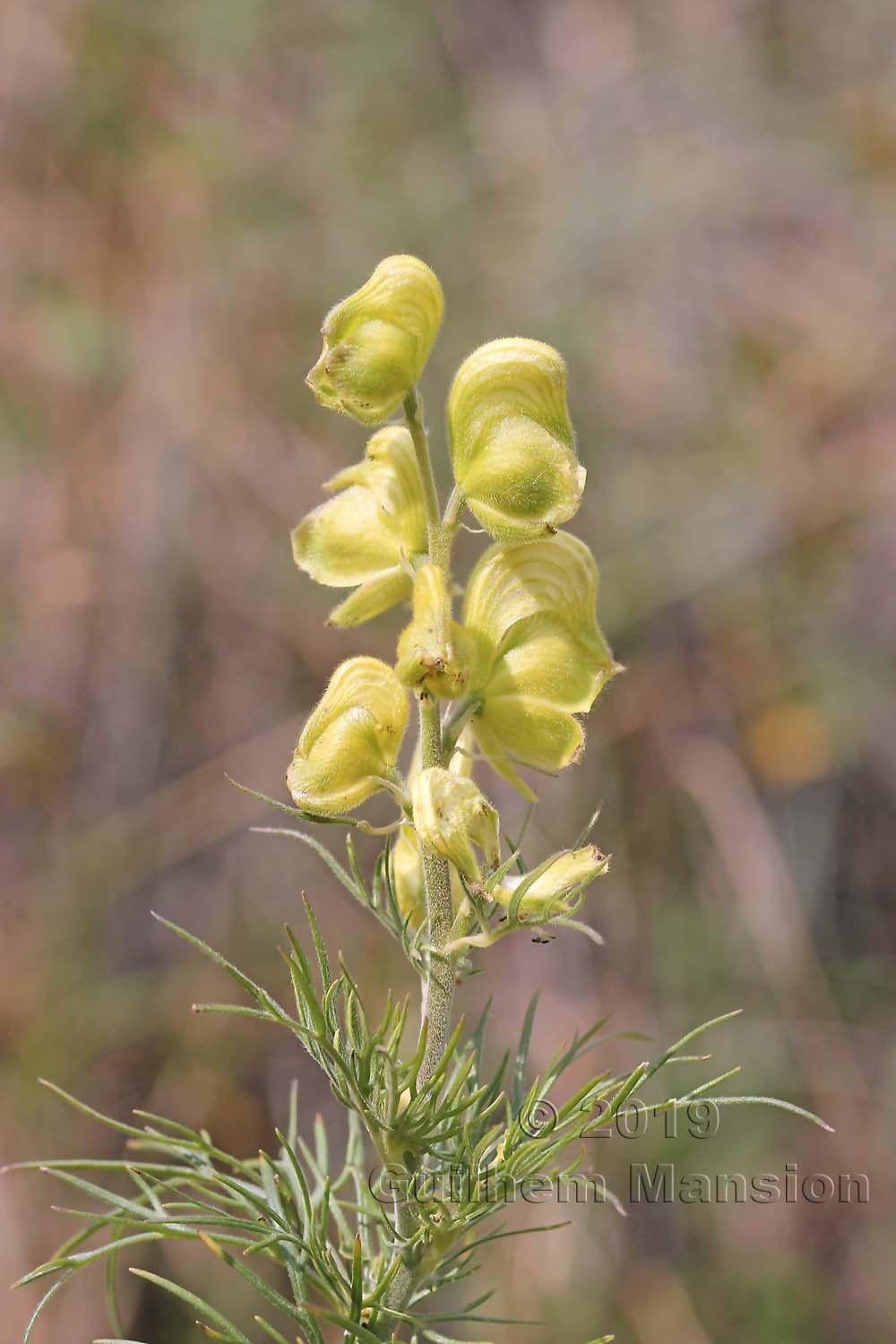 Aconitum anthora