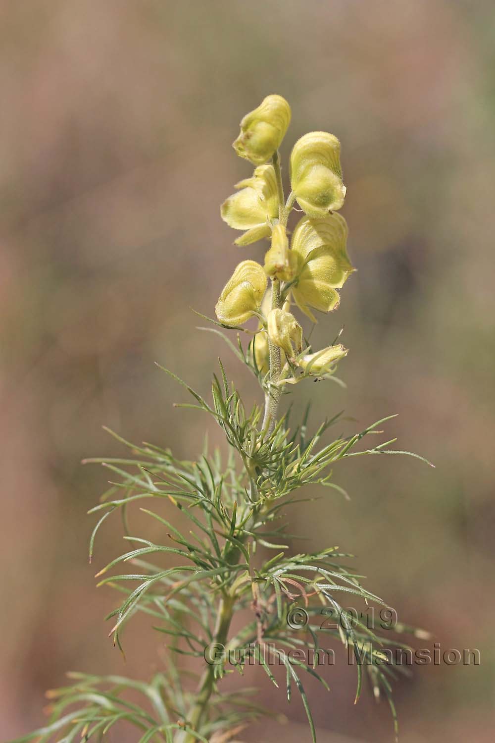 Aconitum anthora