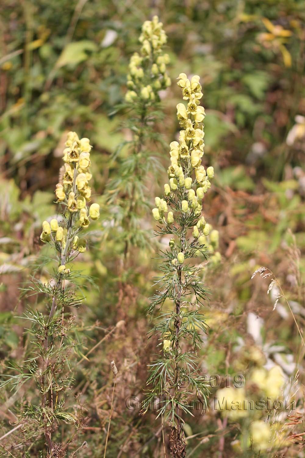 Aconitum anthora