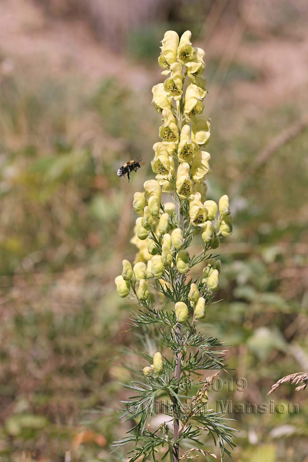 Aconitum anthora