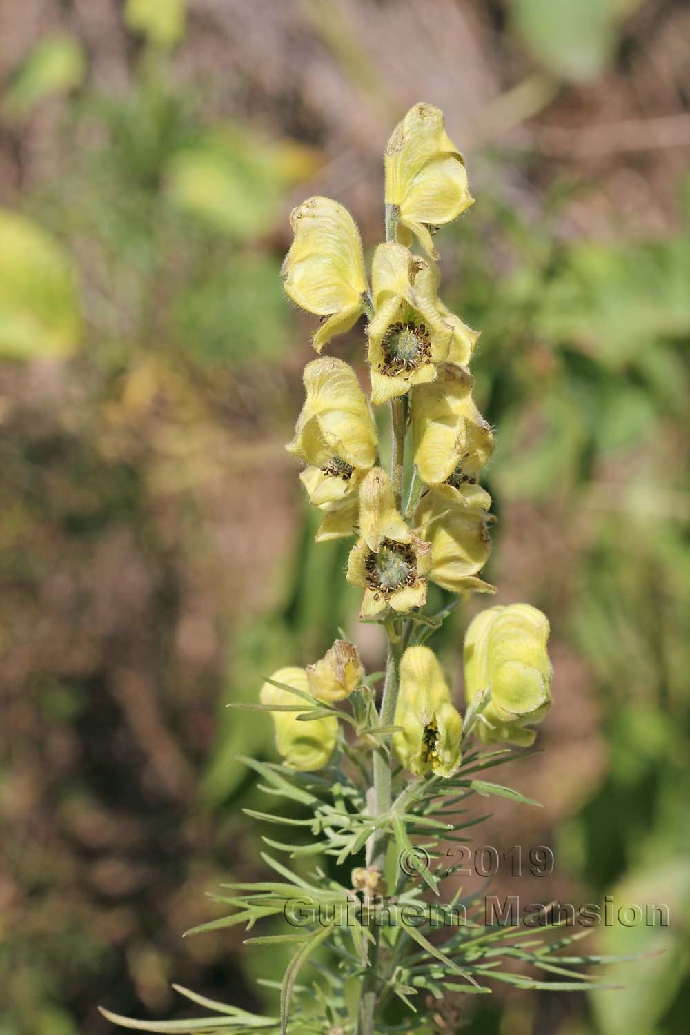 Aconitum anthora