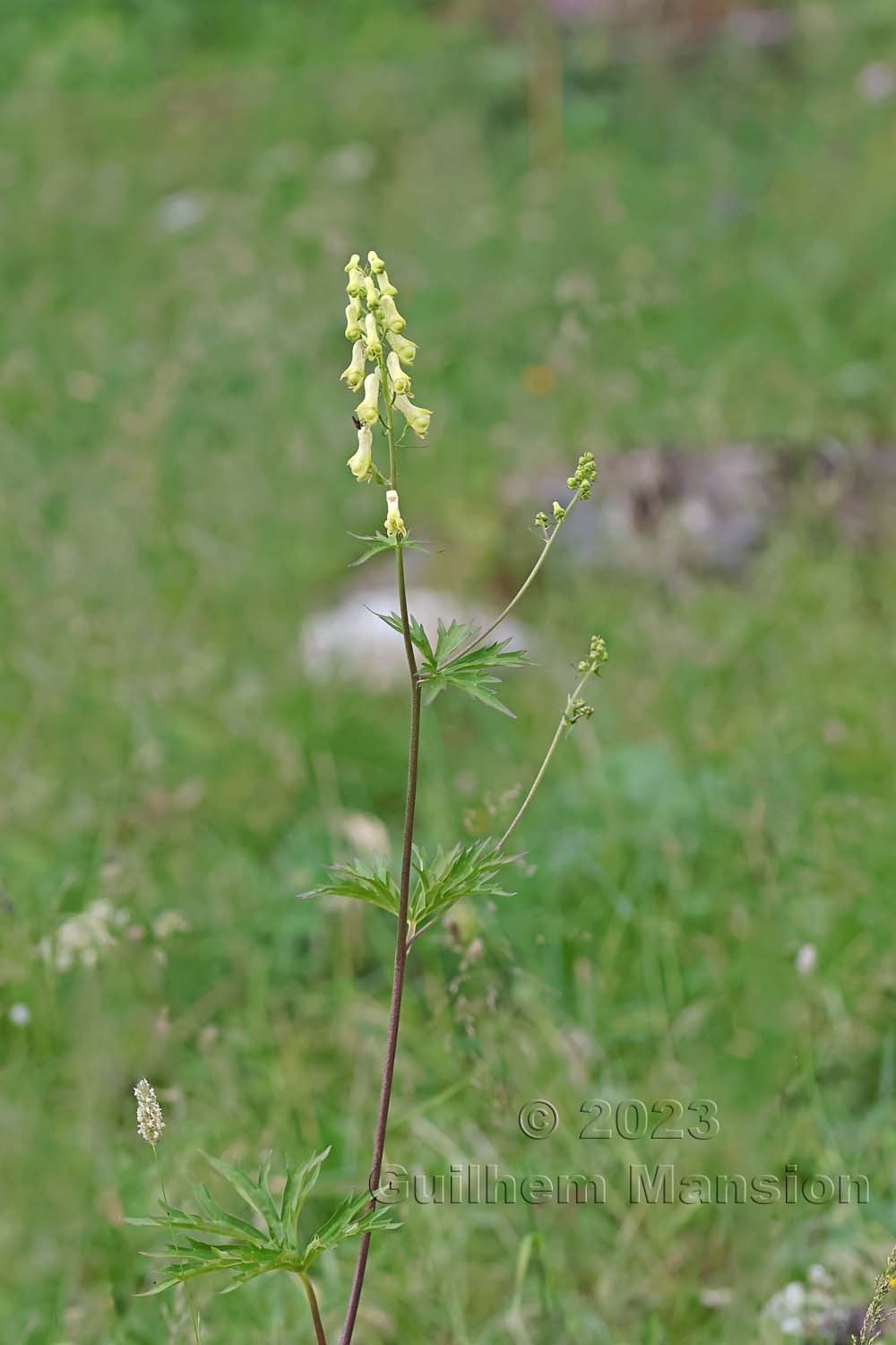 Aconitum lycoctonum subsp vulparia