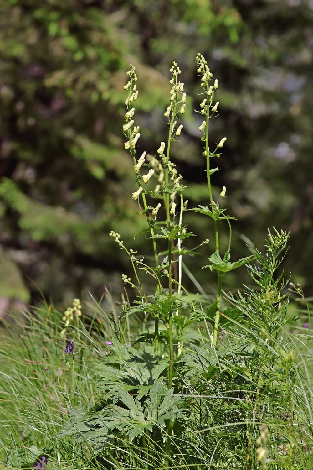 Aconitum lycoctonum subsp vulparia