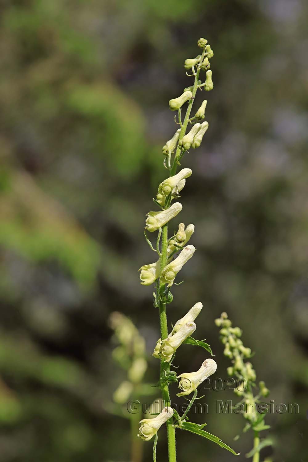 Aconitum lycoctonum subsp vulparia