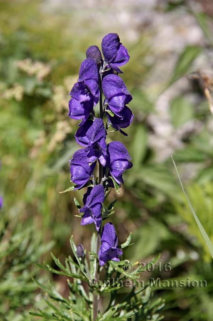 Aconitum napellus subsp. vulgare