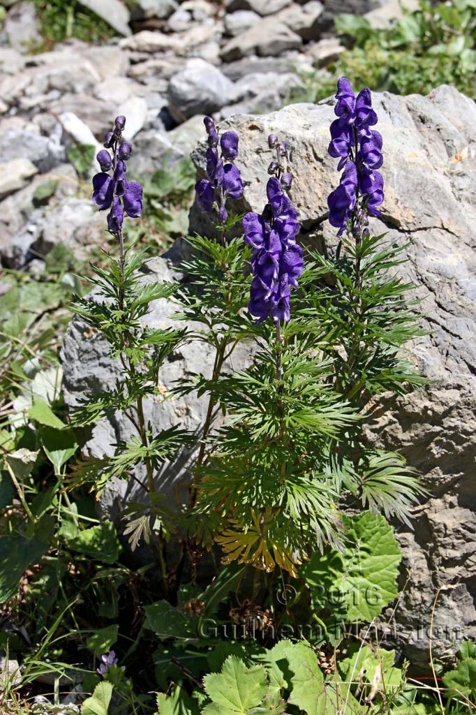 Aconitum napellus subsp. vulgare