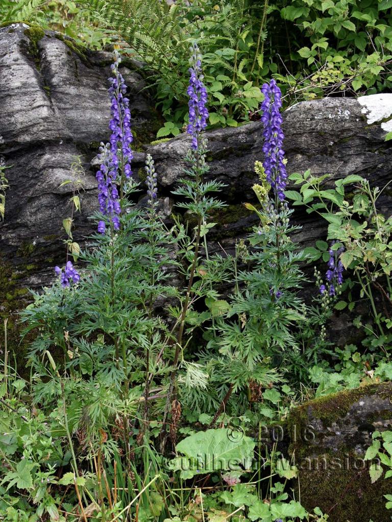 Aconitum napellus subsp. vulgare