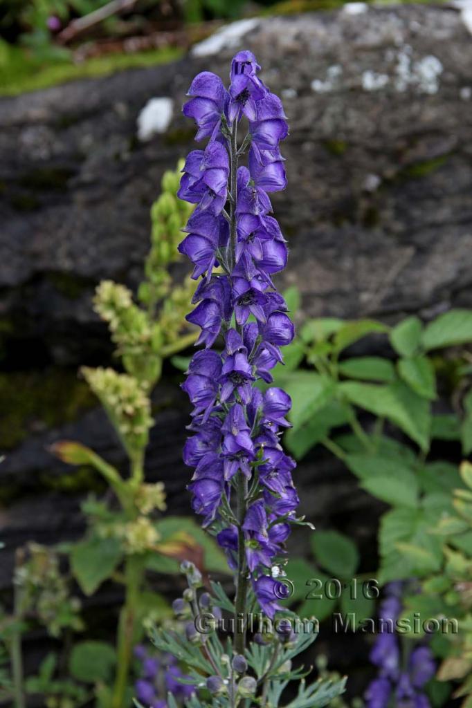 Aconitum napellus subsp. vulgare