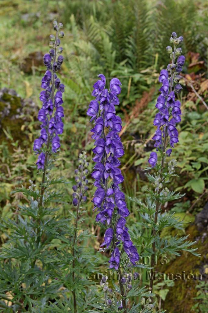 Aconitum napellus subsp. vulgare