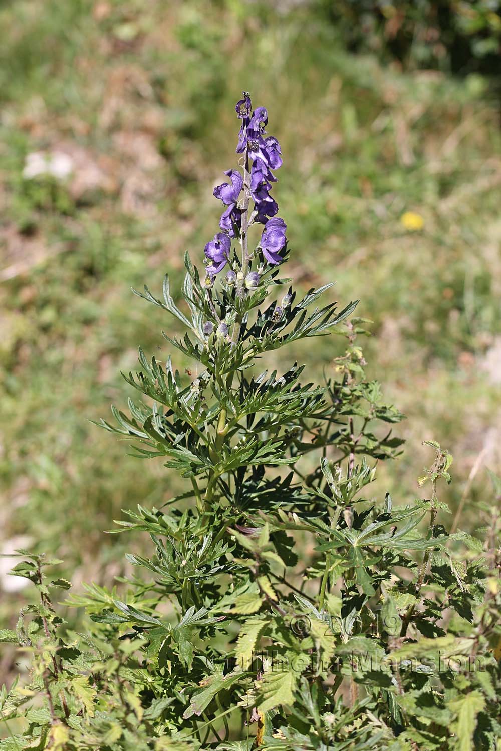 Aconitum napellus subsp. vulgare