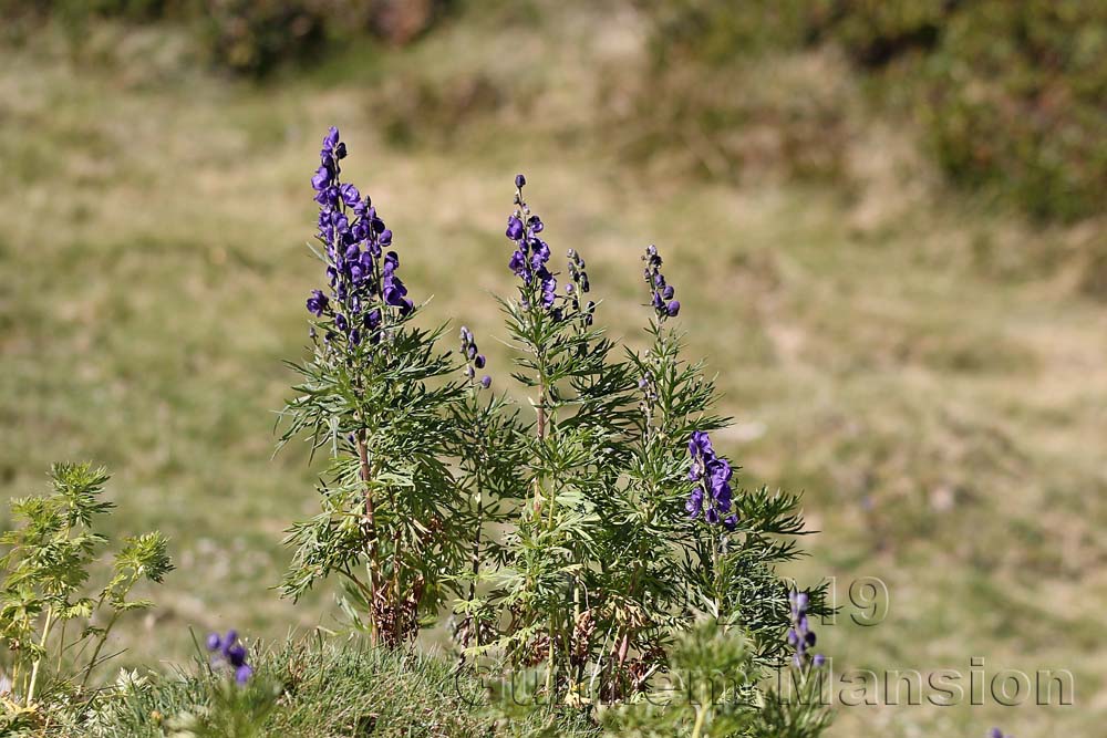 Aconitum napellus subsp. vulgare