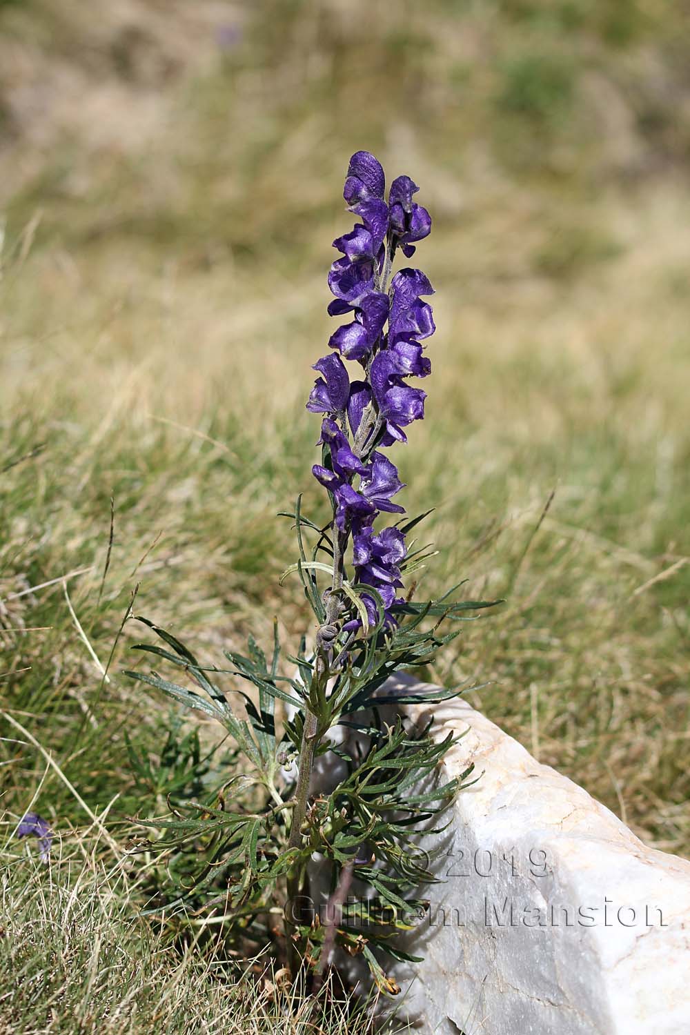 Aconitum napellus subsp. vulgare