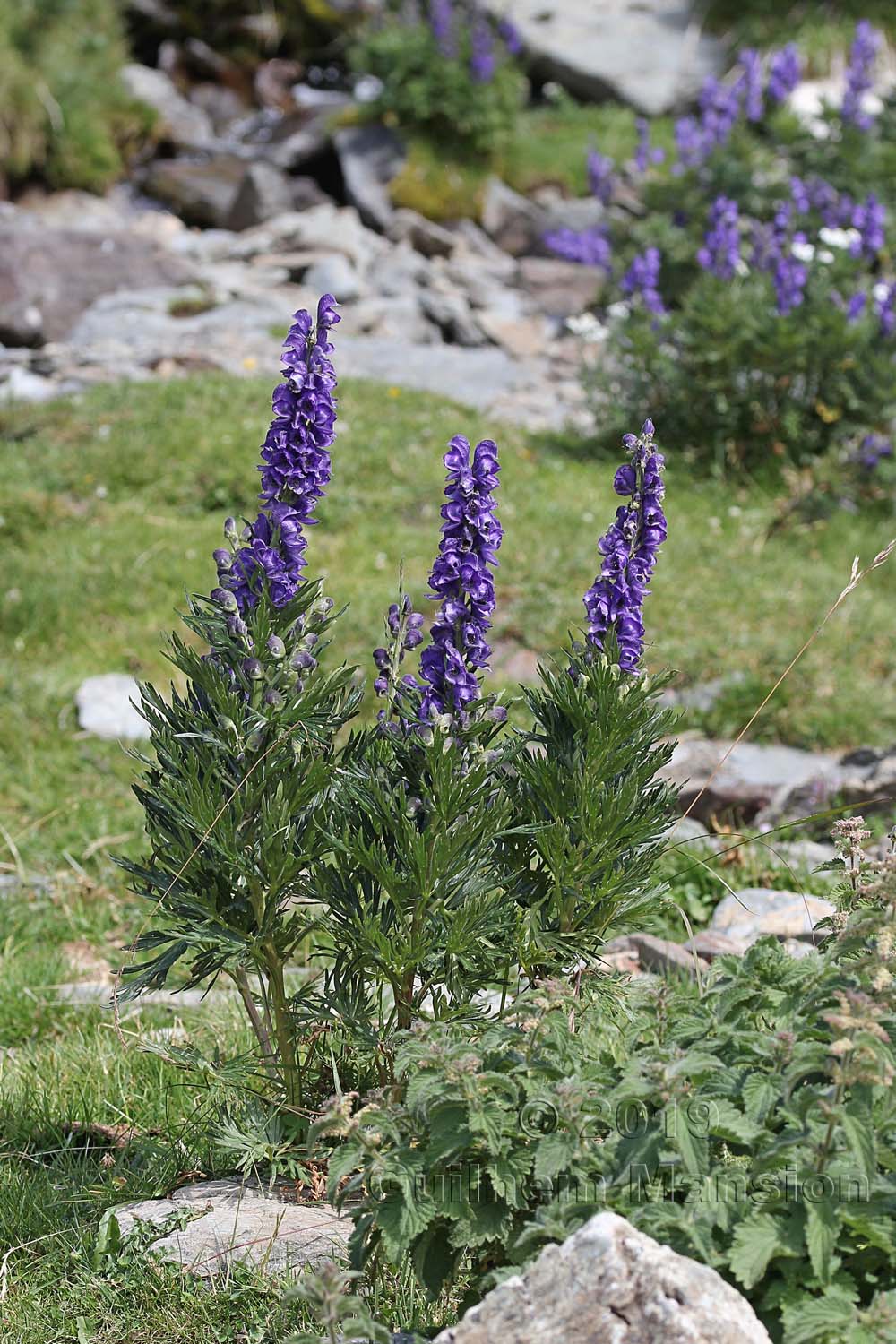 Aconitum napellus subsp. vulgare