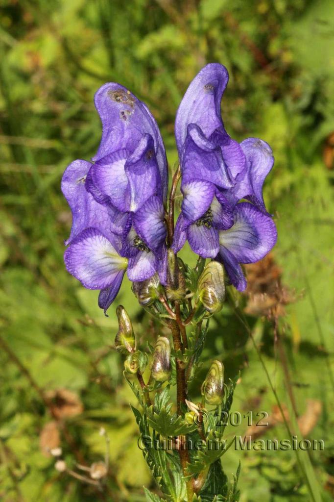 Aconitum nasatum