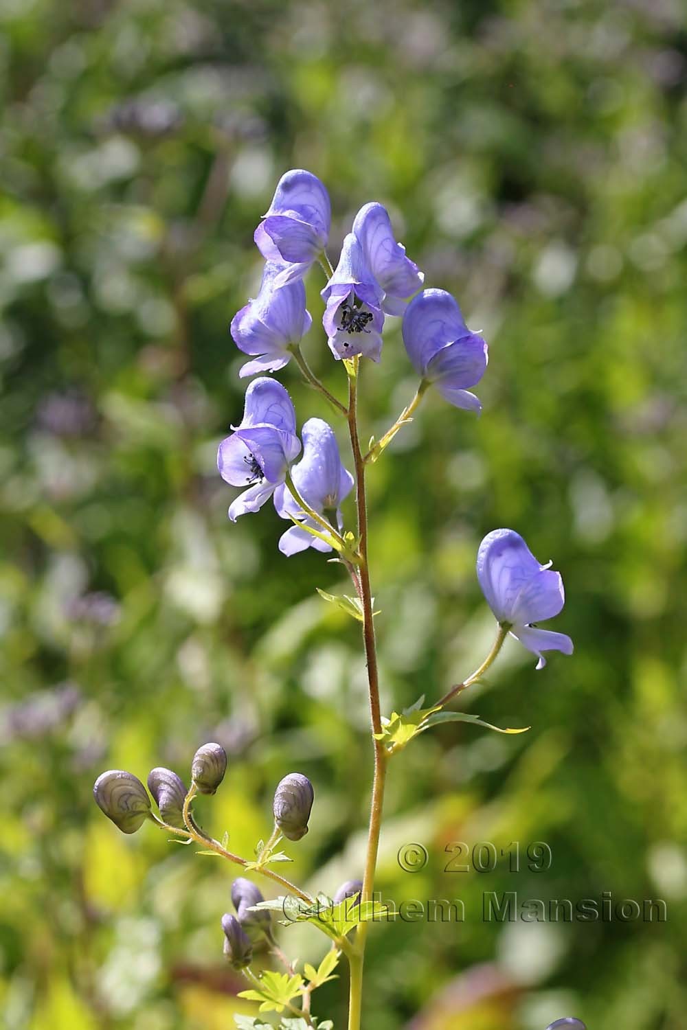 Aconitum tanguticum