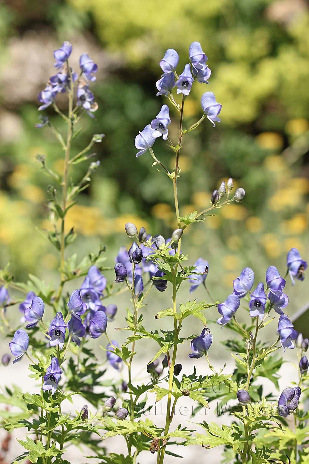 Aconitum tanguticum