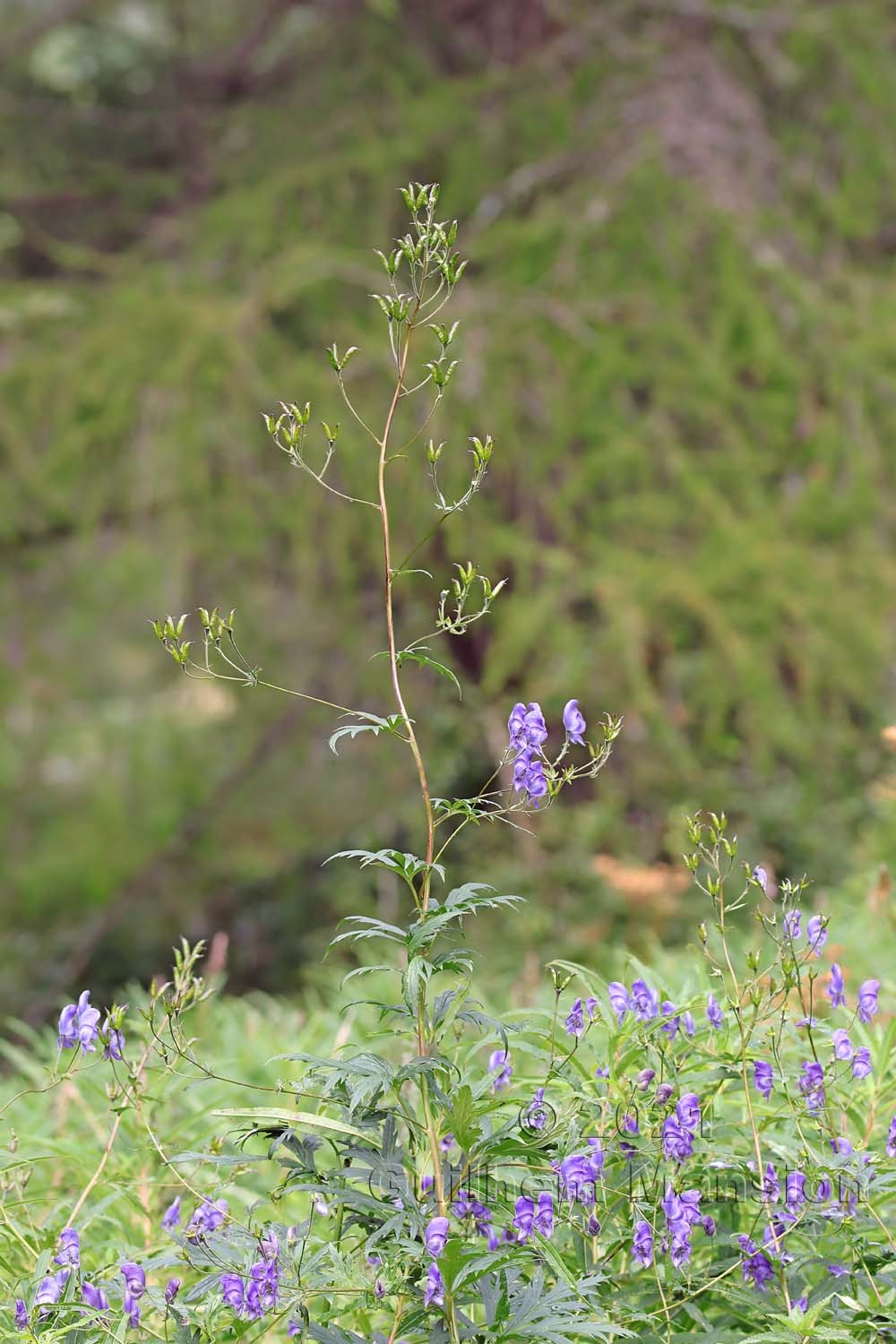 Aconitum variegatum subsp. paniculatum