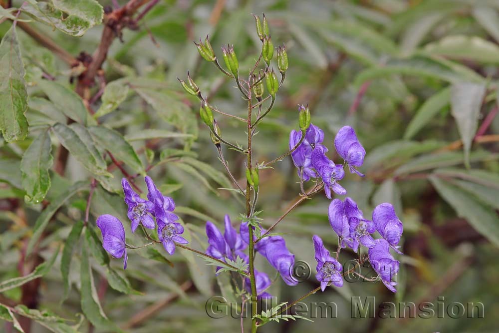 Aconitum variegatum subsp. paniculatum