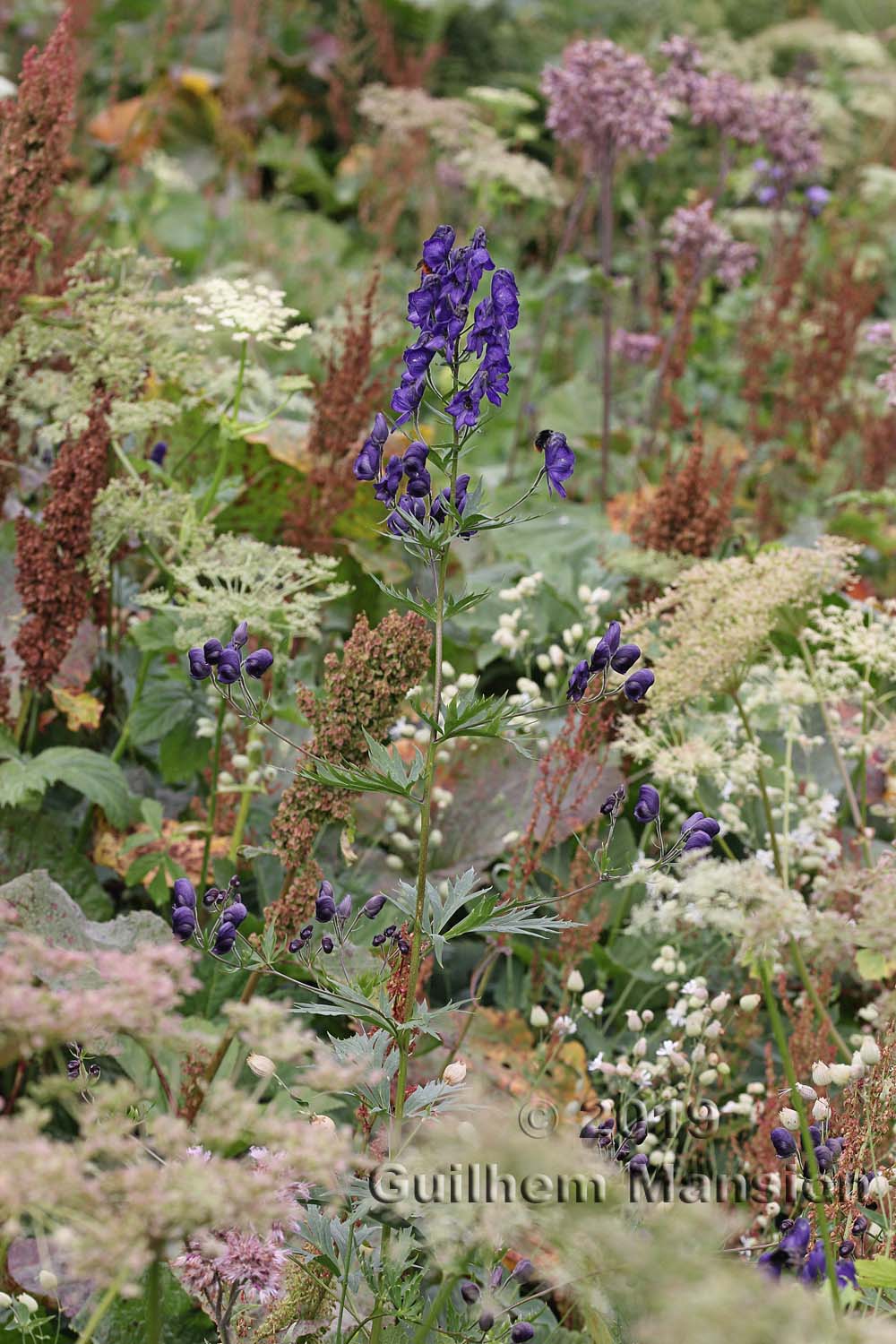 Aconitum variegatum subsp. paniculatum