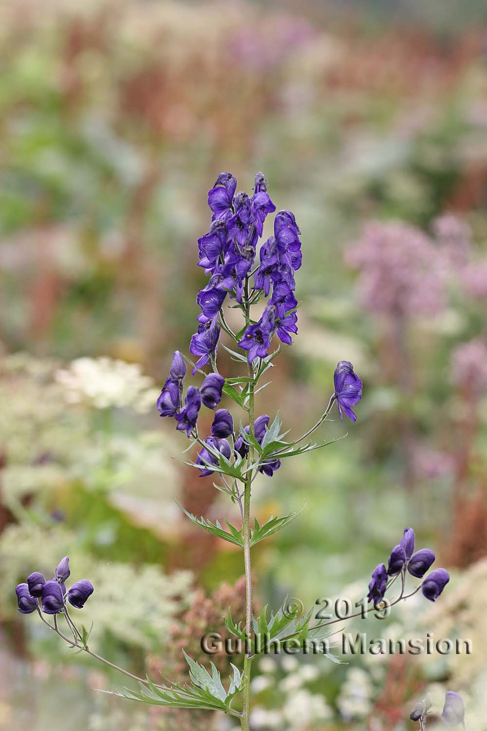 Aconitum variegatum subsp. paniculatum