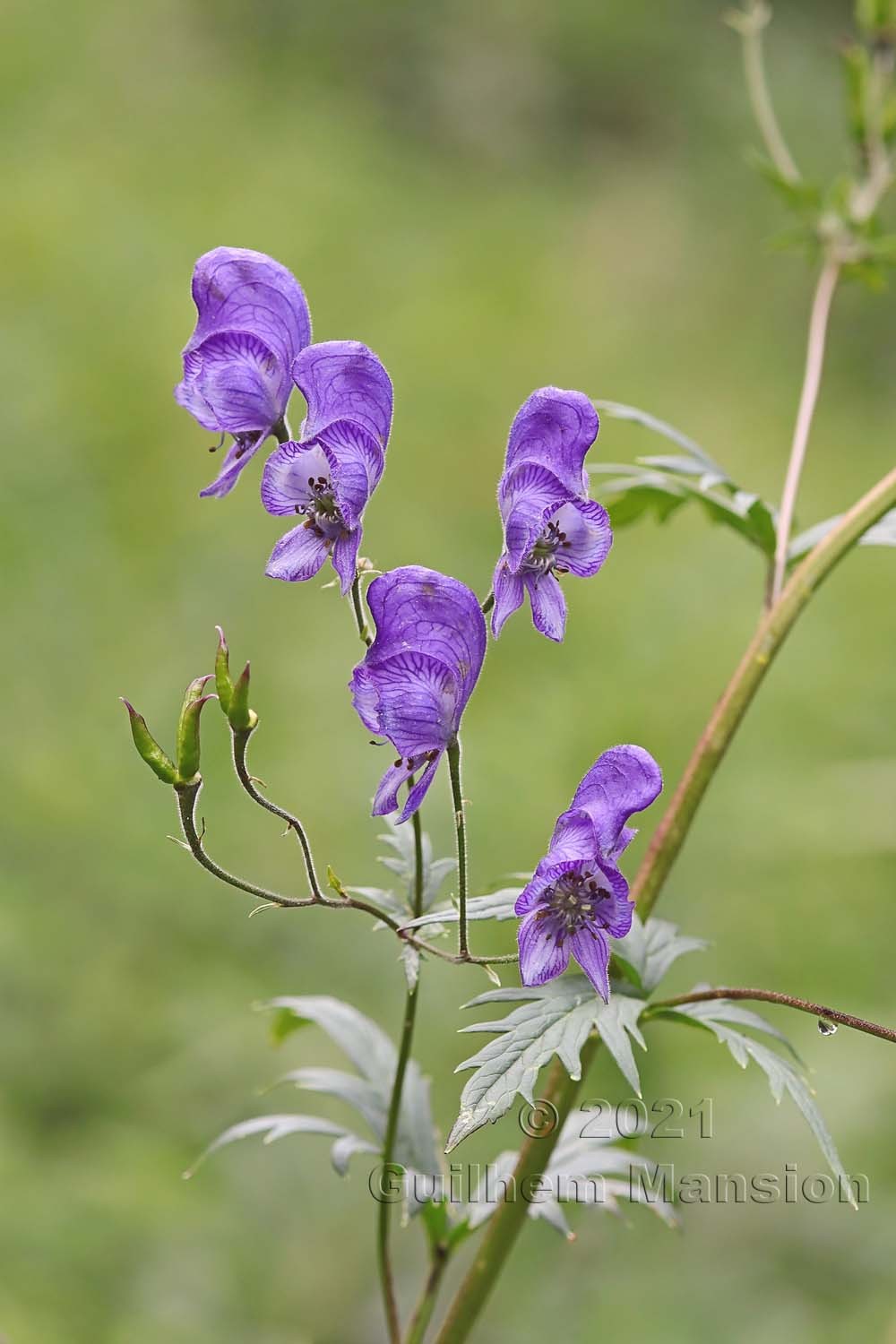 Aconitum variegatum subsp. paniculatum