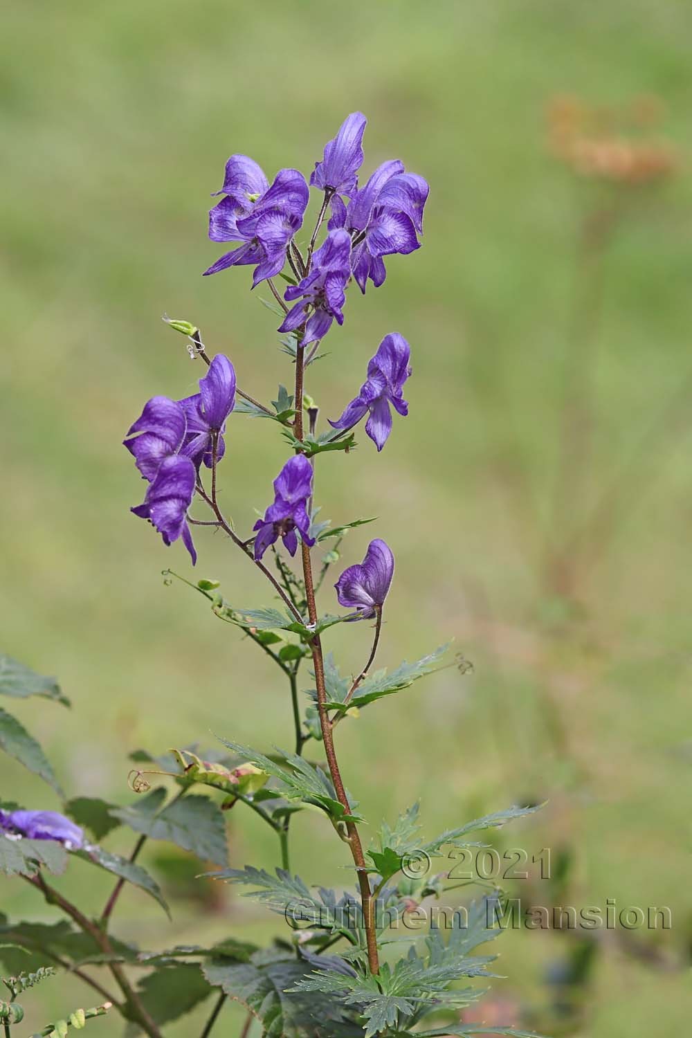 Aconitum variegatum subsp. paniculatum