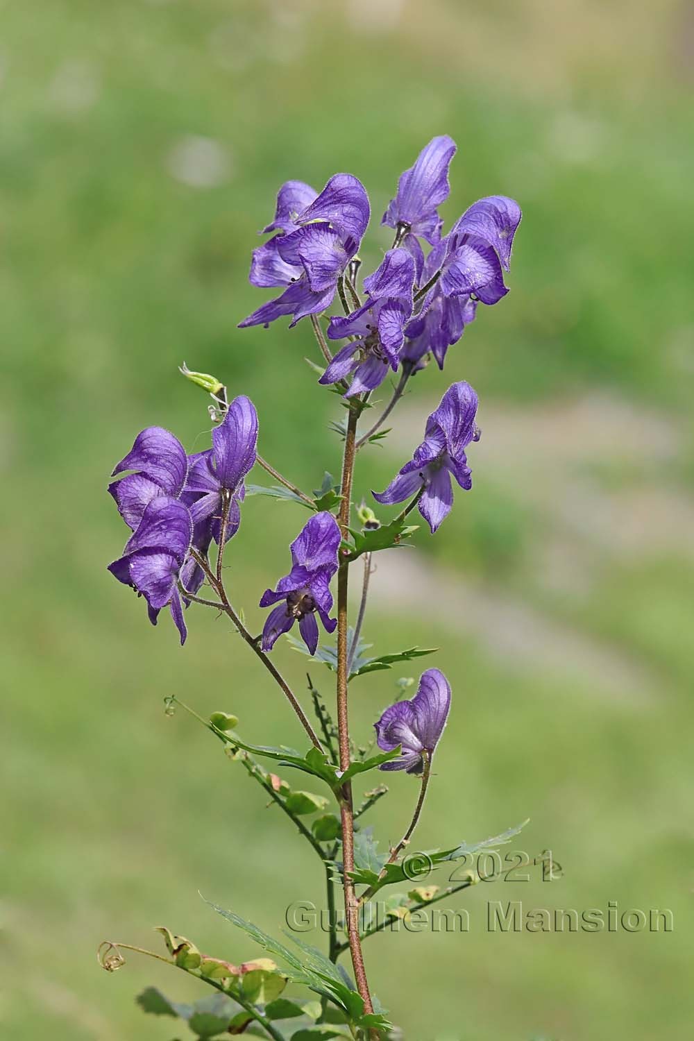 Aconitum variegatum subsp. paniculatum