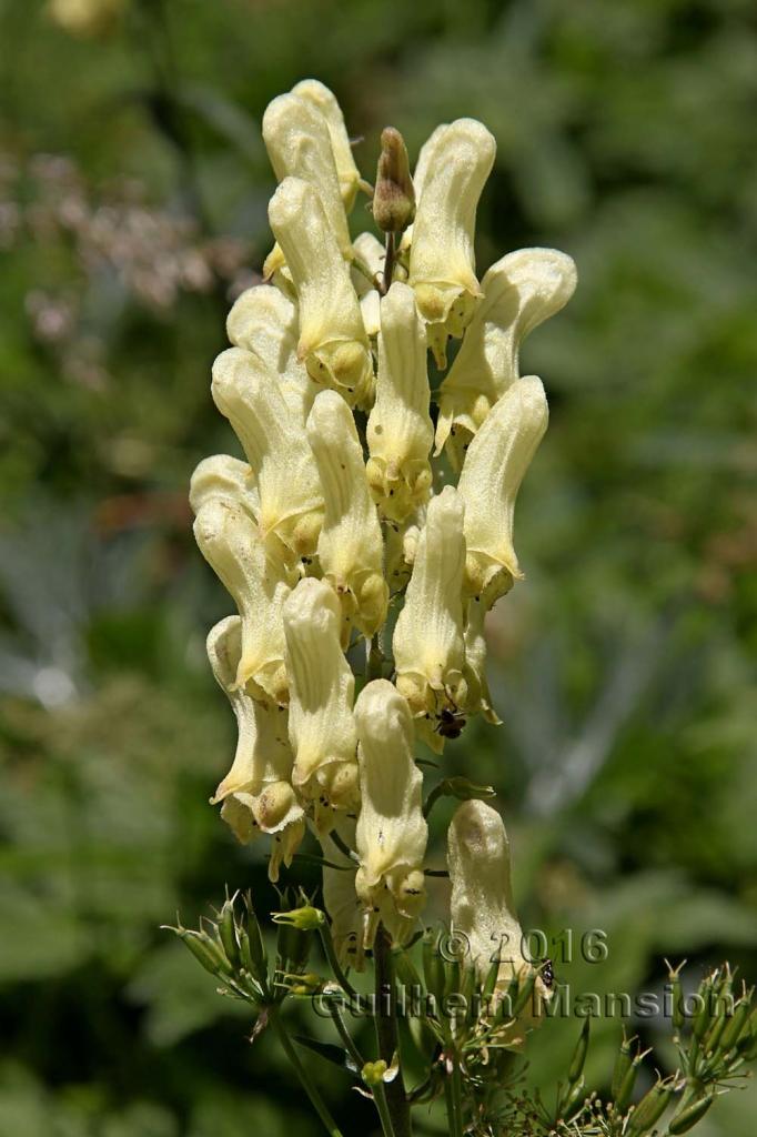 Aconitum lycoctonum subsp. vulparia