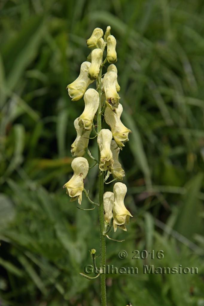 Aconitum lycoctonum subsp. vulparia