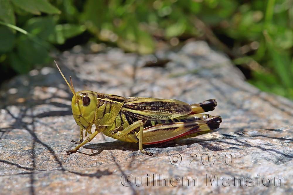 Acryptera fusca