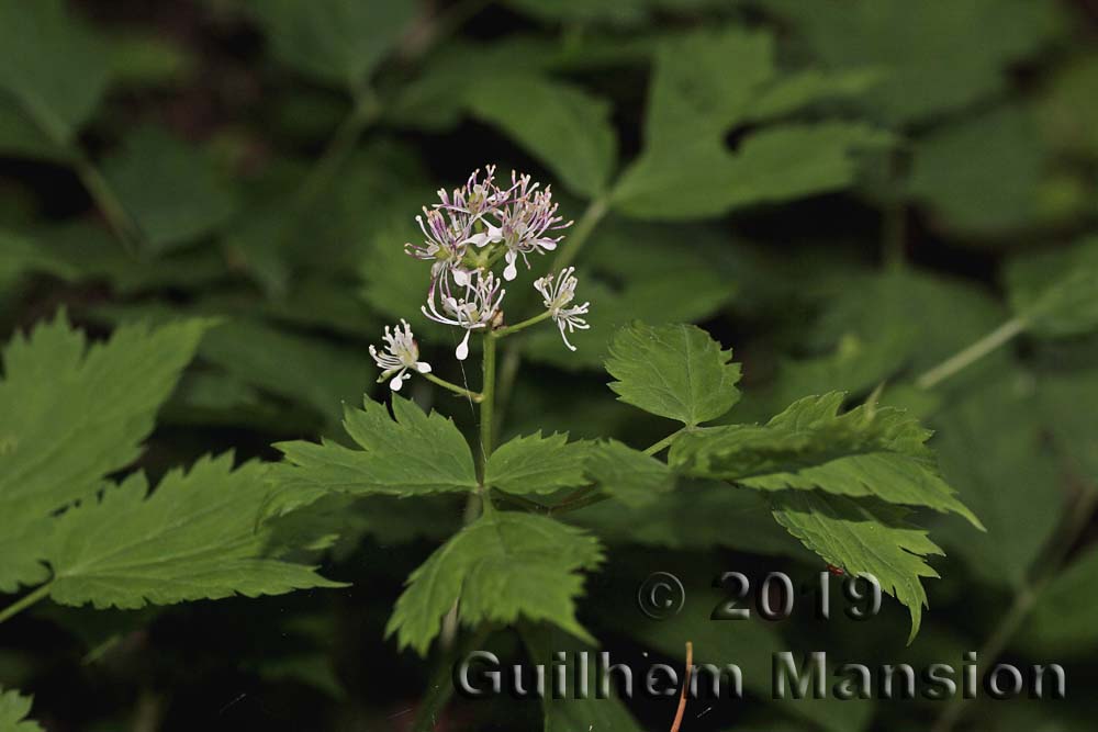 Actaea spicata