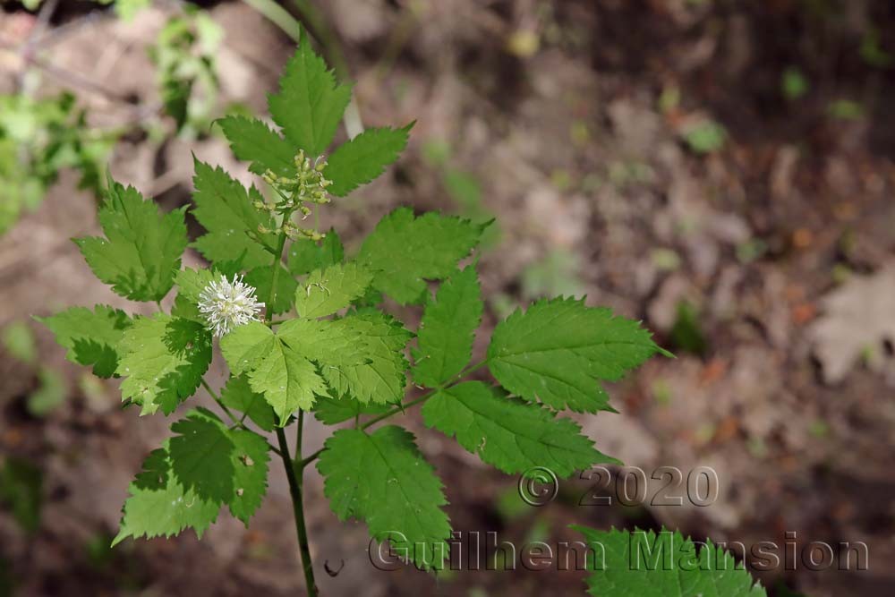 Actaea spicata