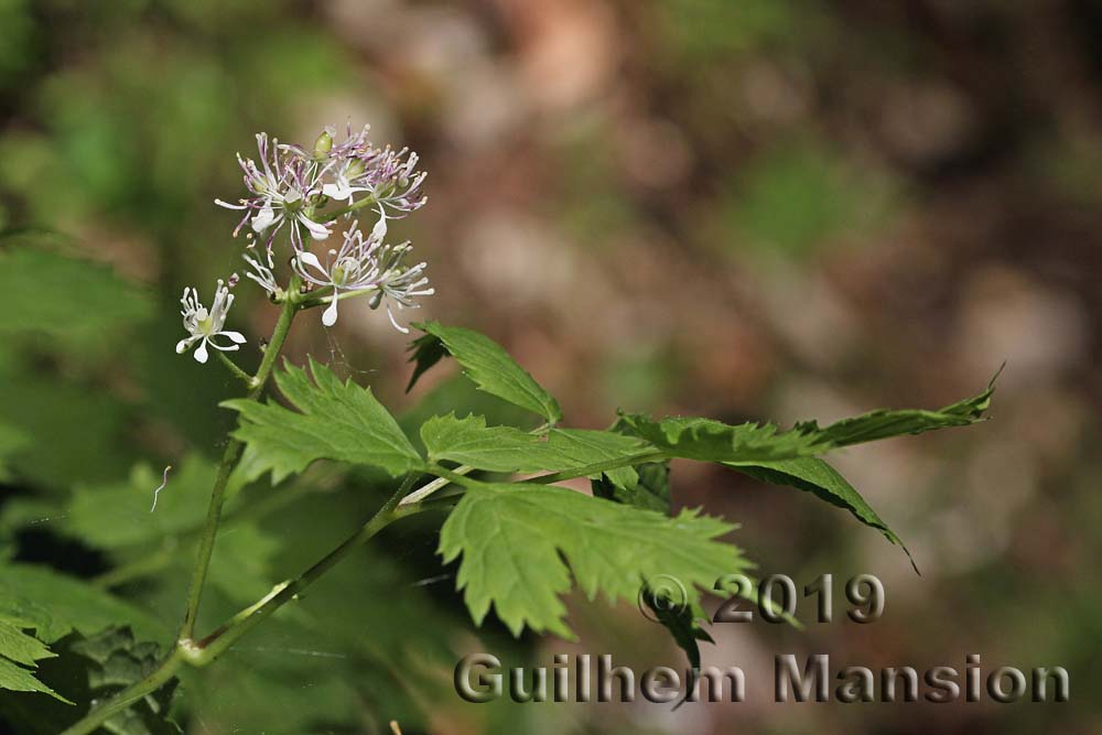 Actaea spicata