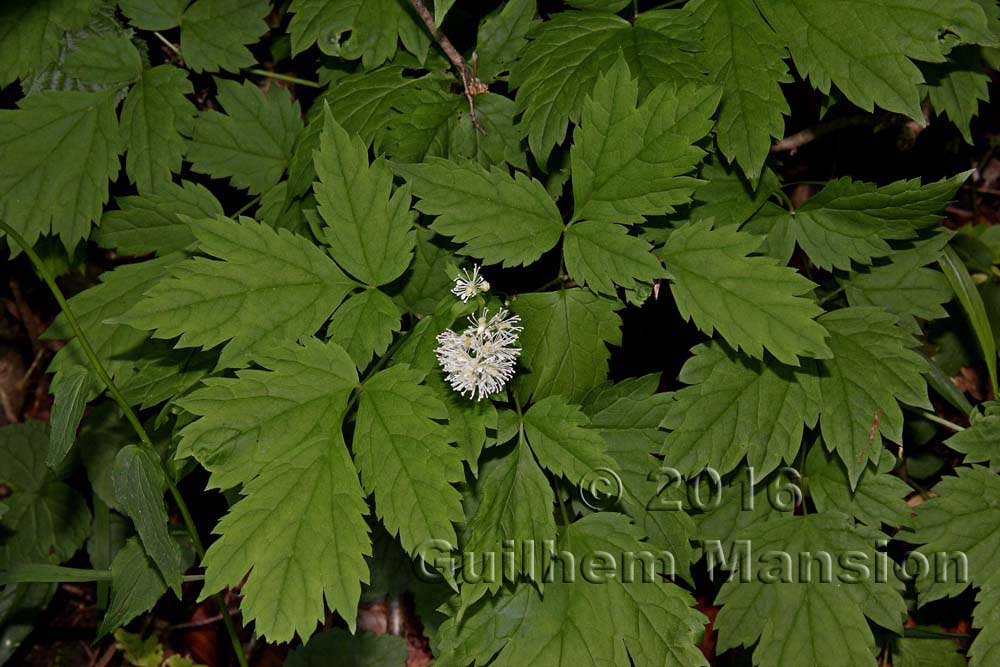 Actaea spicata