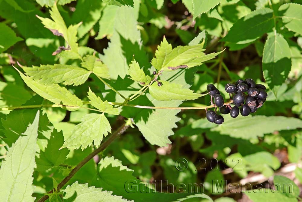 Actaea spicata