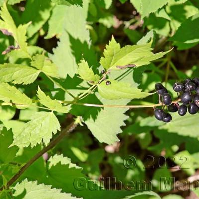 Actaea spicata