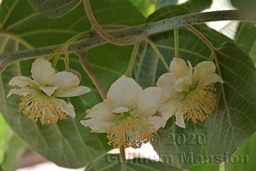 Actinidia chinensis