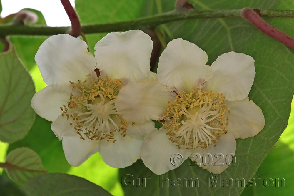 Famille - Actinidiaceae