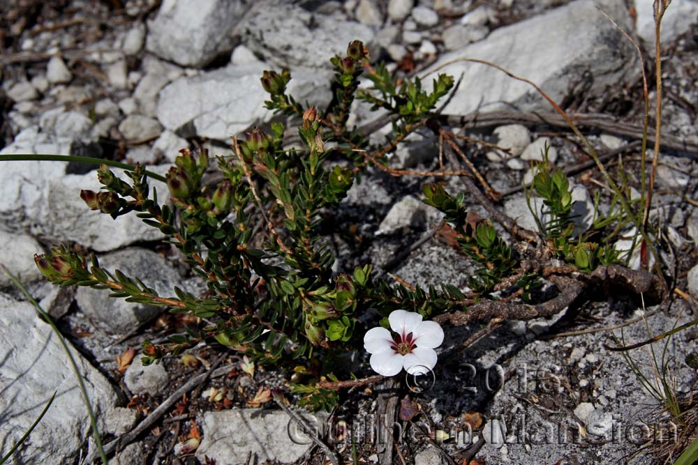 Adenandra uniflora