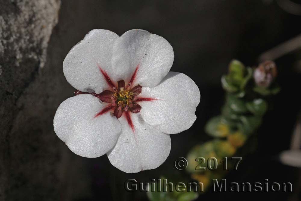 Adenandra uniflora