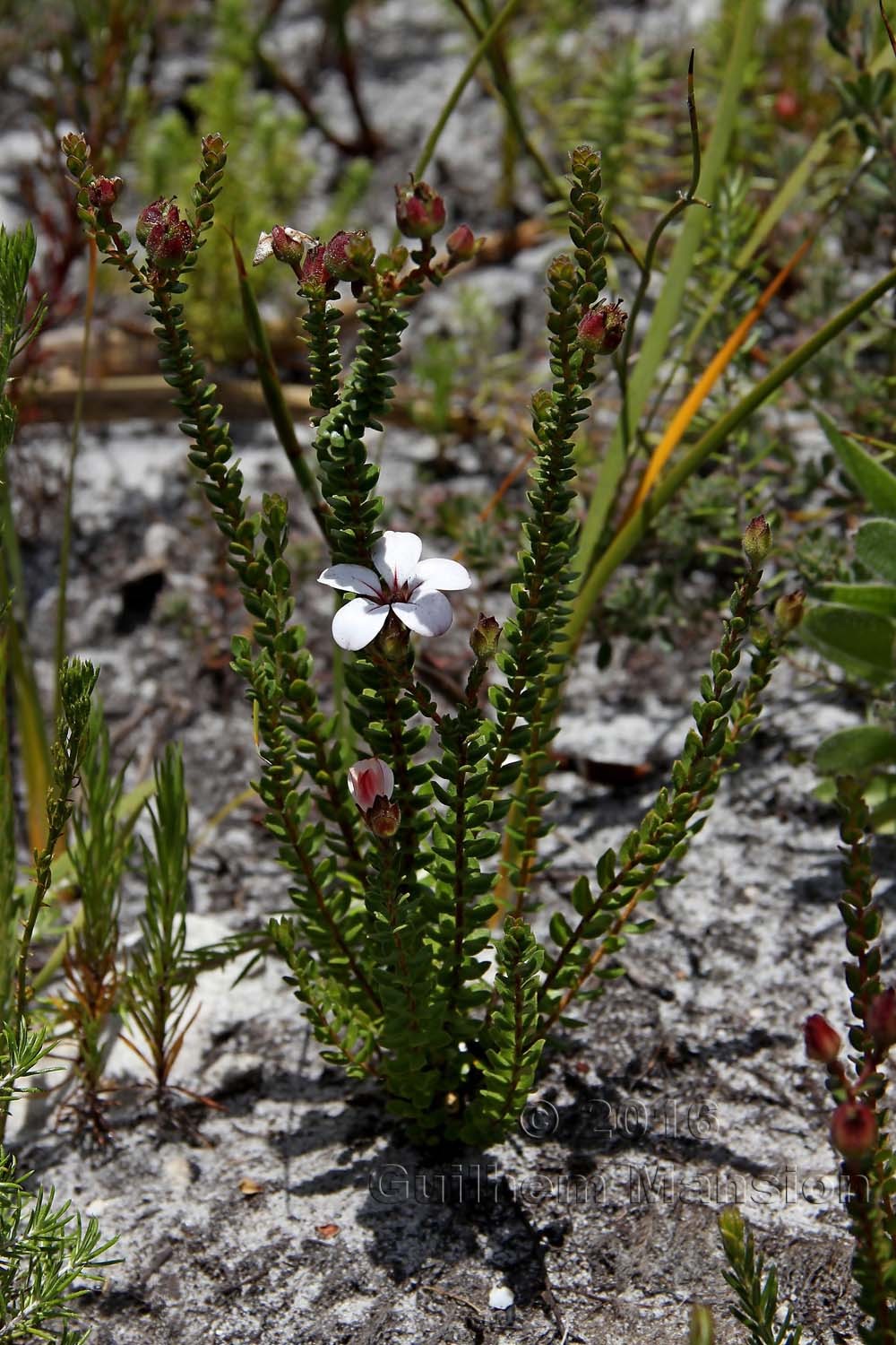 Adenandra uniflora