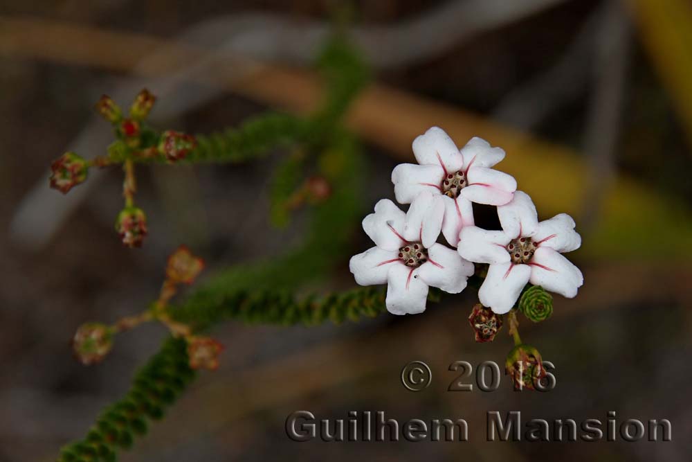 Adenandra villosa