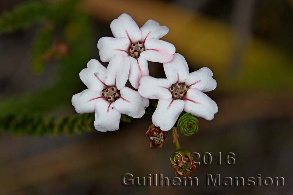 Adenandra villosa