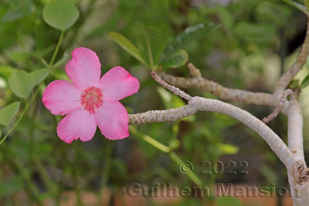 Adenium obesum