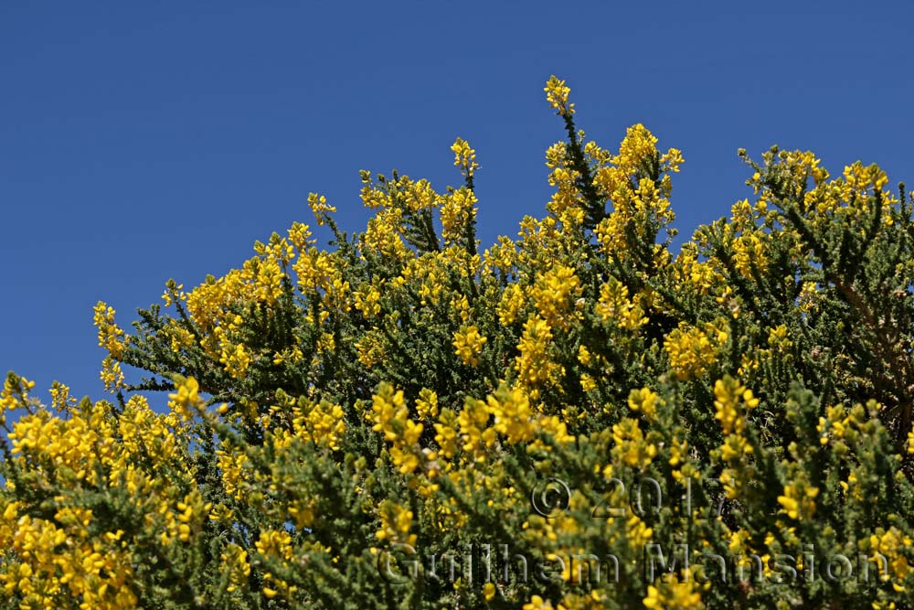 Adenocarpus viscosus