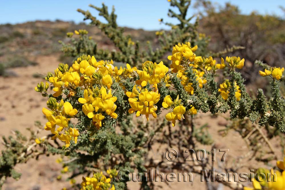 Adenocarpus viscosus